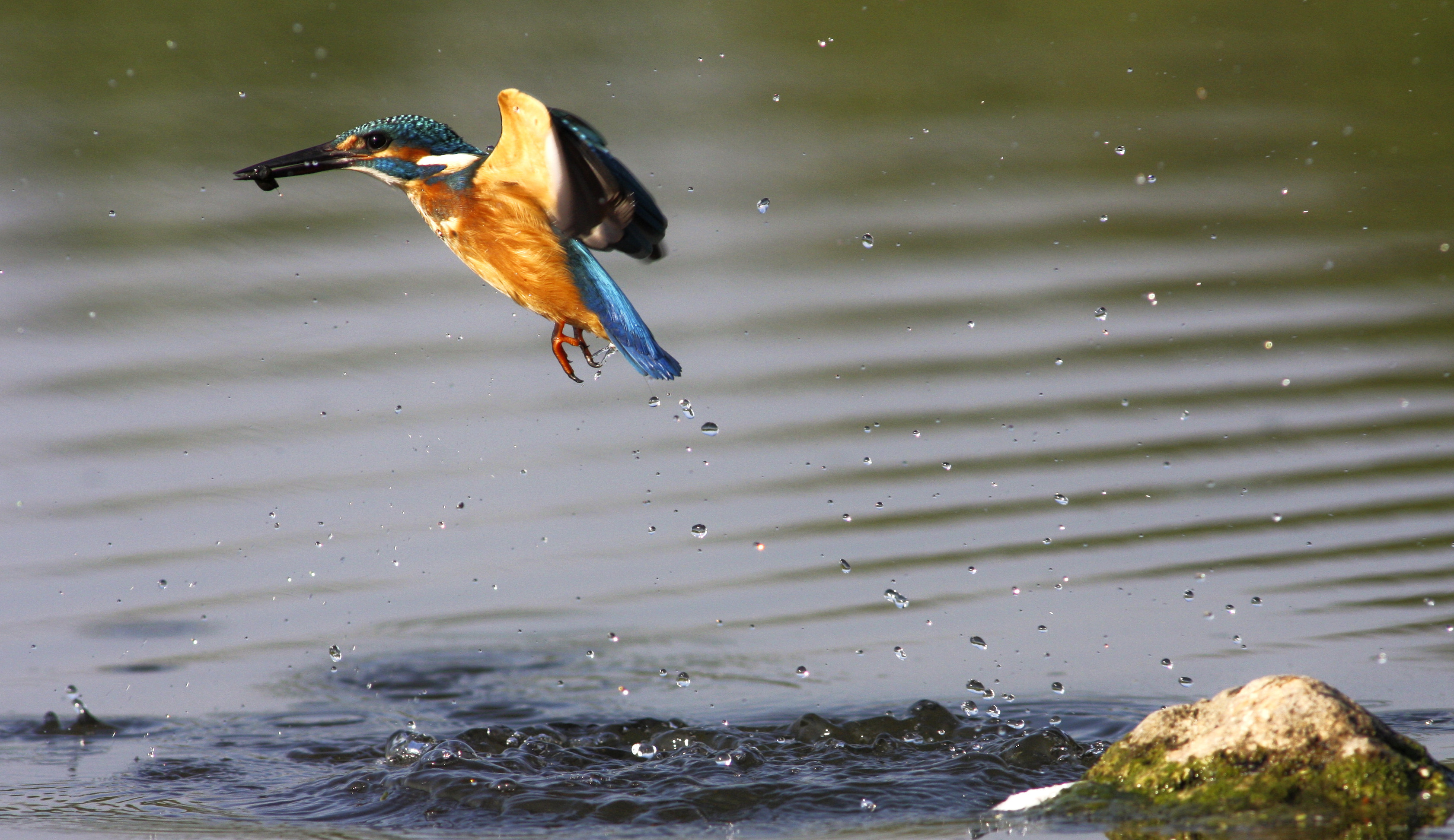 Fliegender Eisvogel. Foto: Thomas Krumenacker